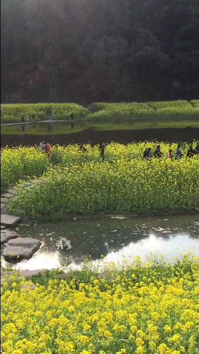 世界文化遗产乐山大佛景区与乌尤寺两岸,菜籽花盛开,美不胜收