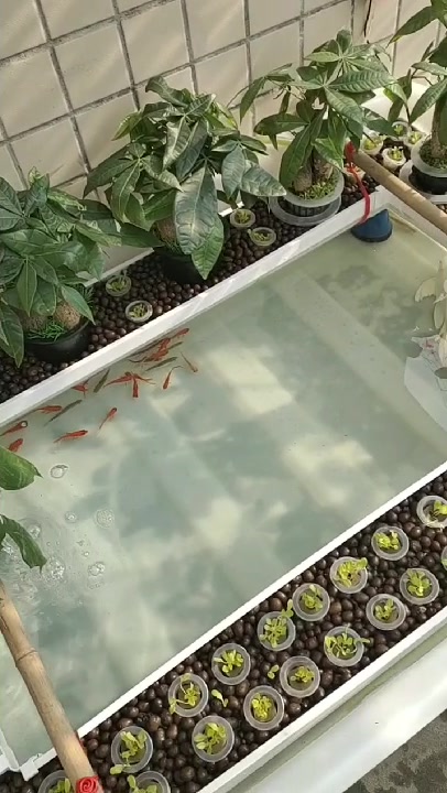 自制阳台小鱼池养鱼种菜种花一体,水培发财树整体小鱼池太好看了