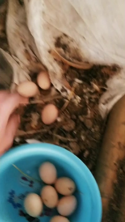生态天然散养草鸡蛋