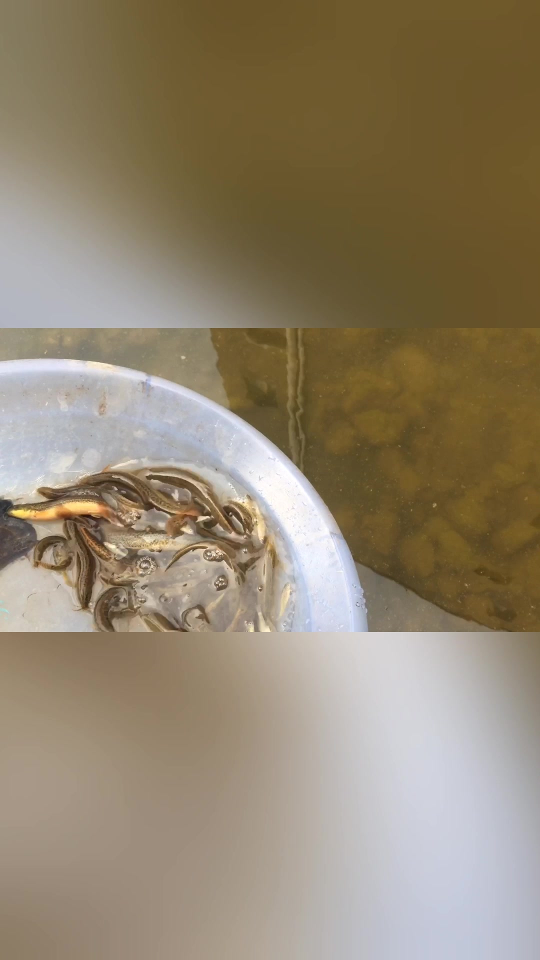 泥鳅不吃养着,能养过吗