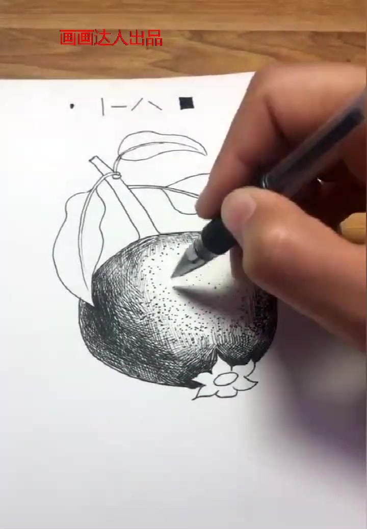创意线描石榴的画法,点线面的组合让你快速学会立体线描画