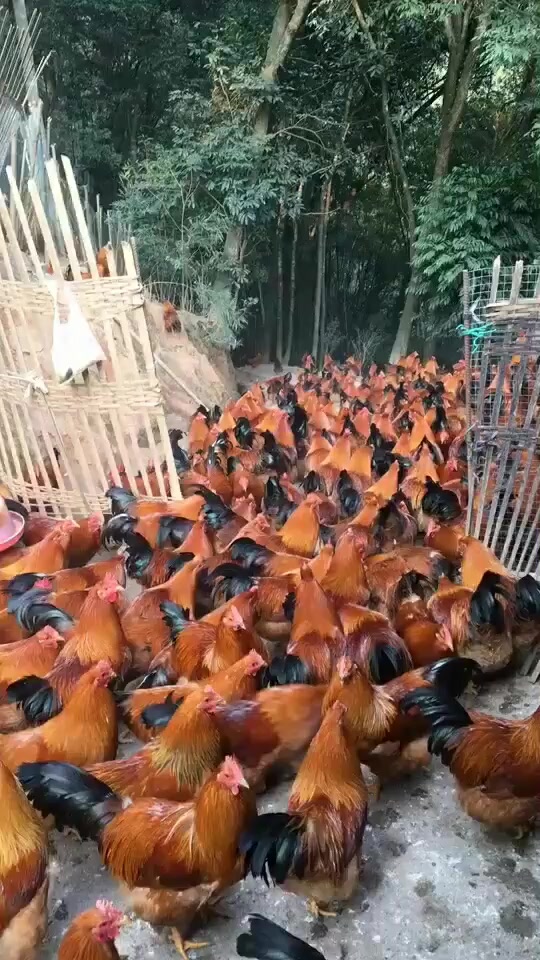 养殖户灵山土阉鸡,170多了,还卖不出去
