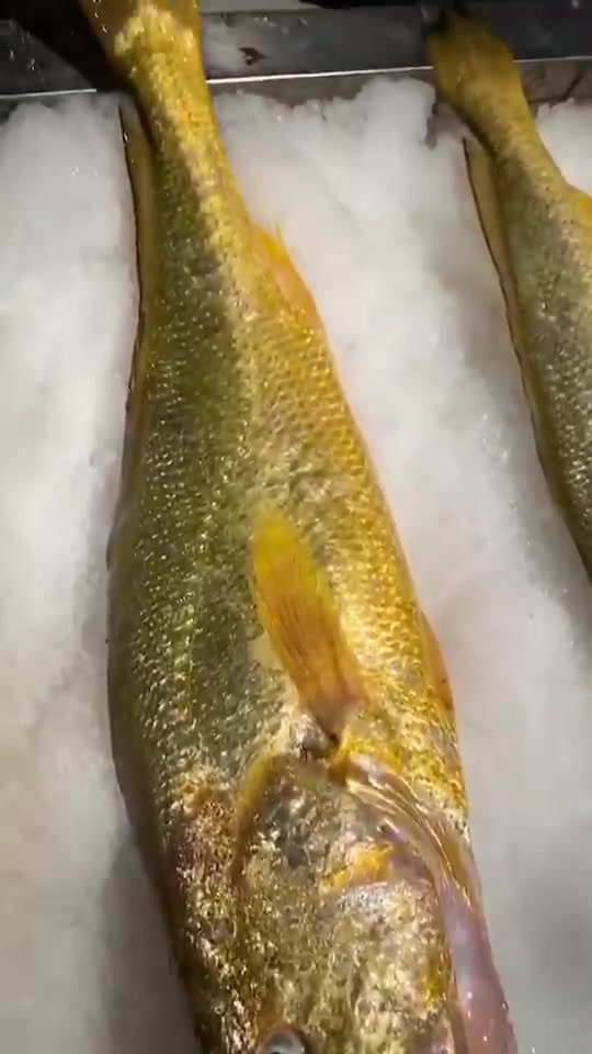 东海野生大黄鱼,赏析