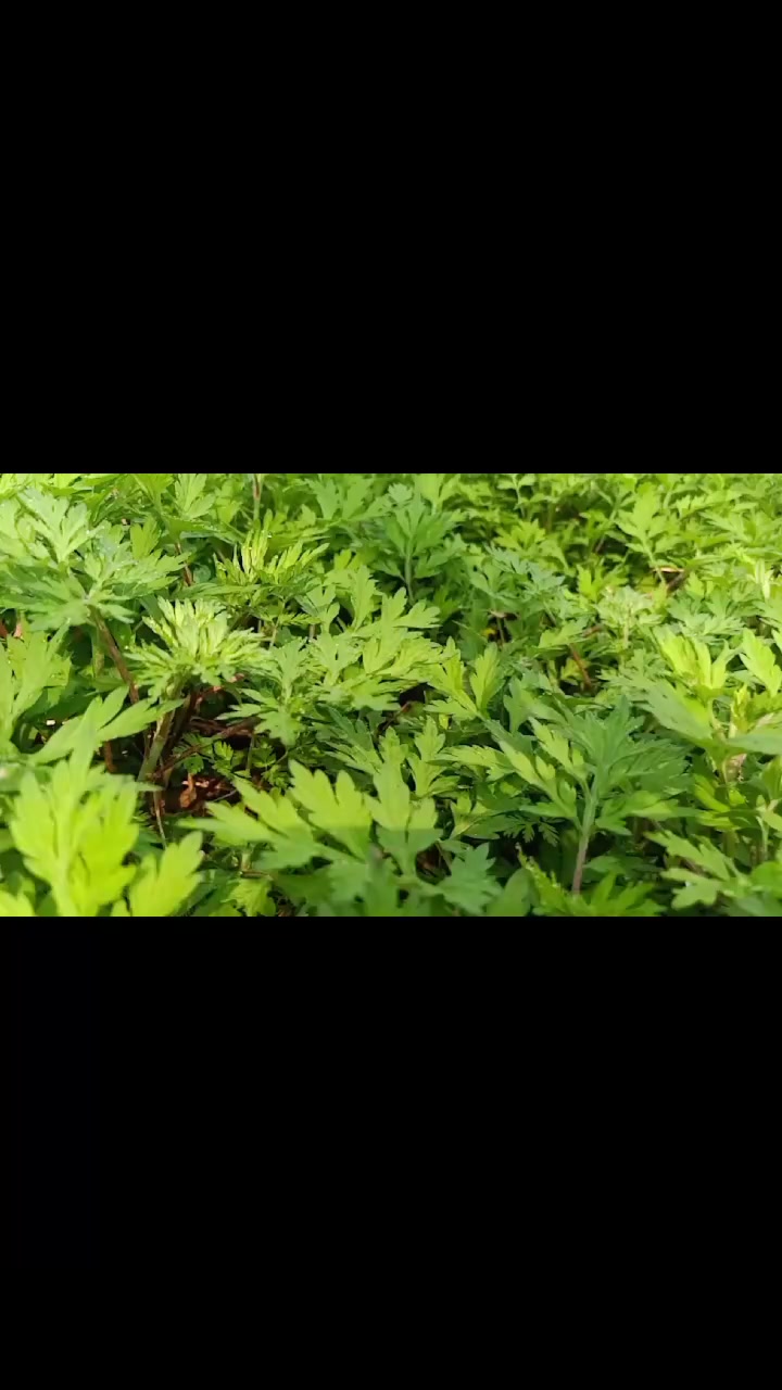 没艾菜吃吗?3分钟学会做艾菜团子!做一次一年四季都有的吃!