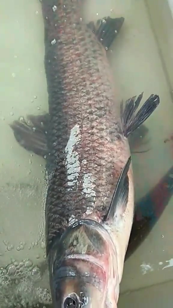 大青根又名黑鲩,肉厚且嫩白皙鲜美