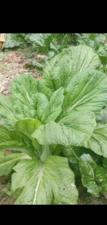 绿色疏菜,看看就有食欲
