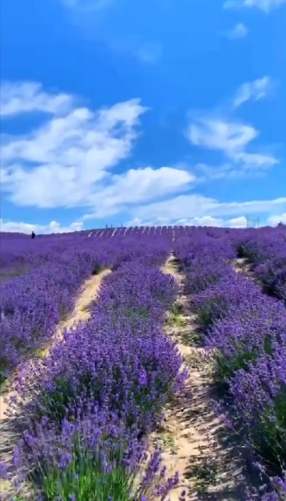 往后余生找个陪我一起看薰衣草的人