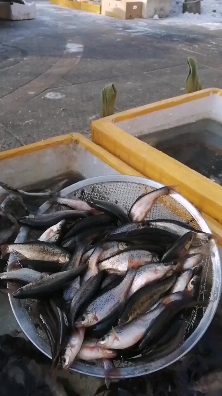 柳根鱼在冰下避食整整一个冬季,肉质最鲜美了