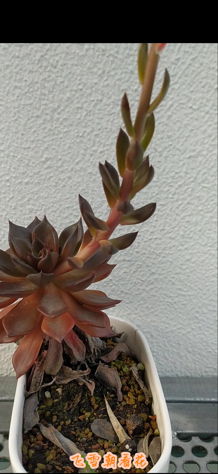 黑王子——石莲花属多肉植物