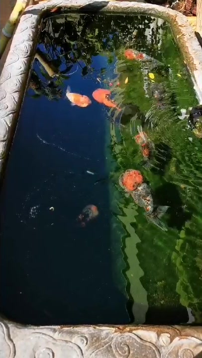 中国传统金鱼欣赏 猫狮金鱼