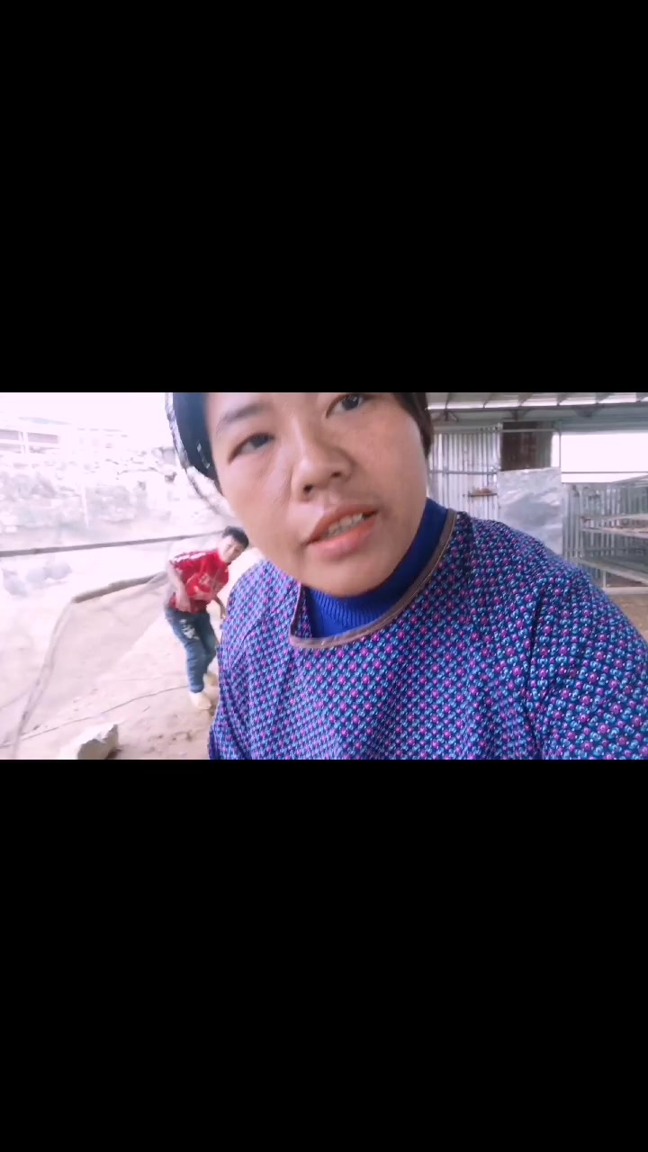 美美家的鸡品种真多,有“土鸡,野鸡,还有珍珠鸡”