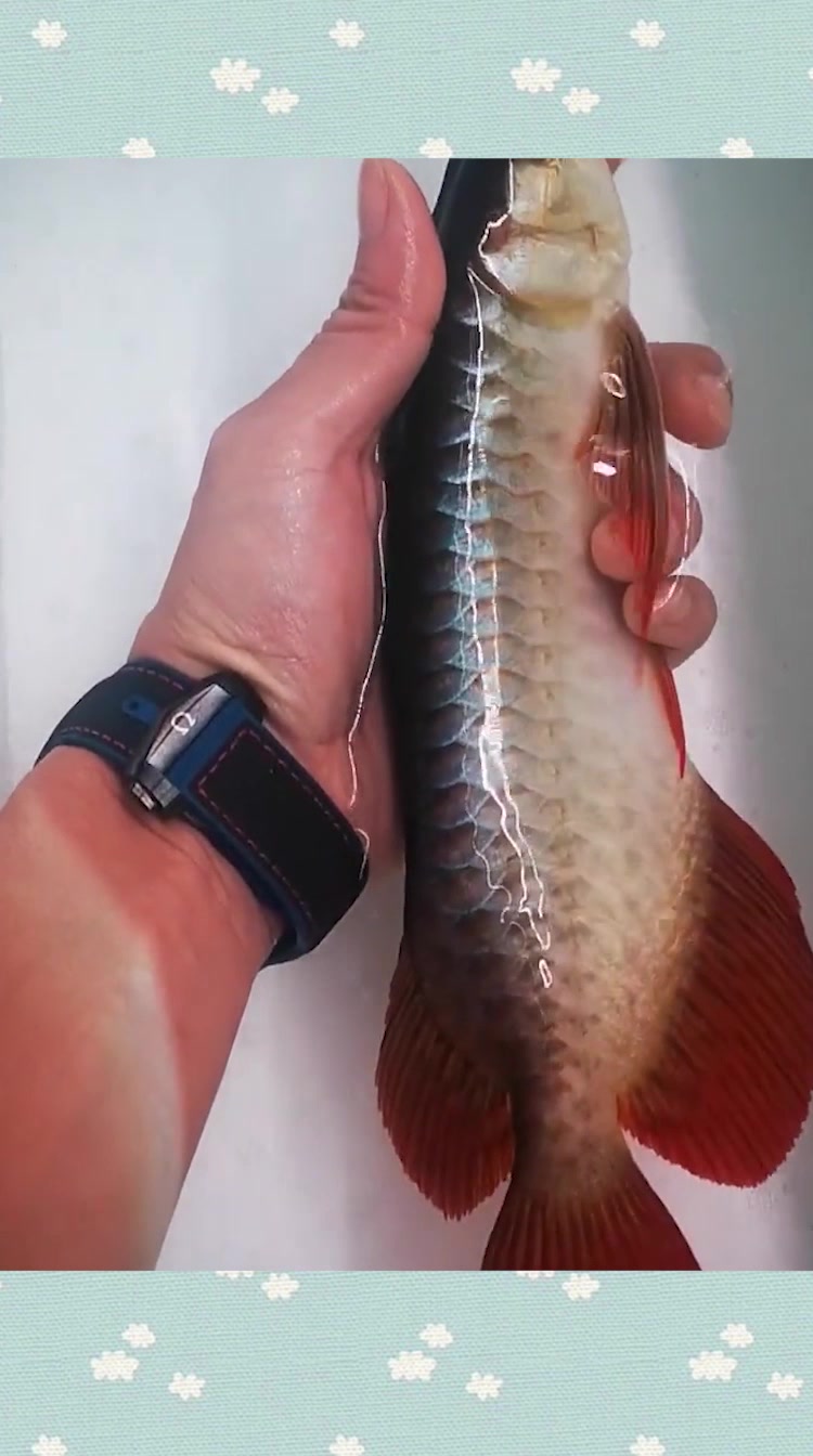 据说这是龙鱼中,品相最好,也是最小的一条龙鱼了!