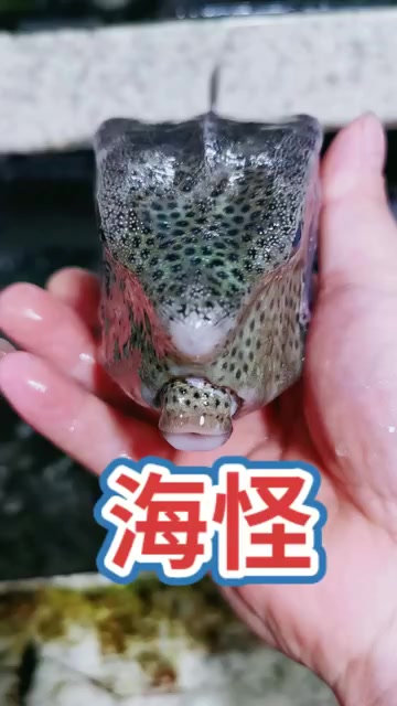 这种鱼你见过吗?鱼身四方形的