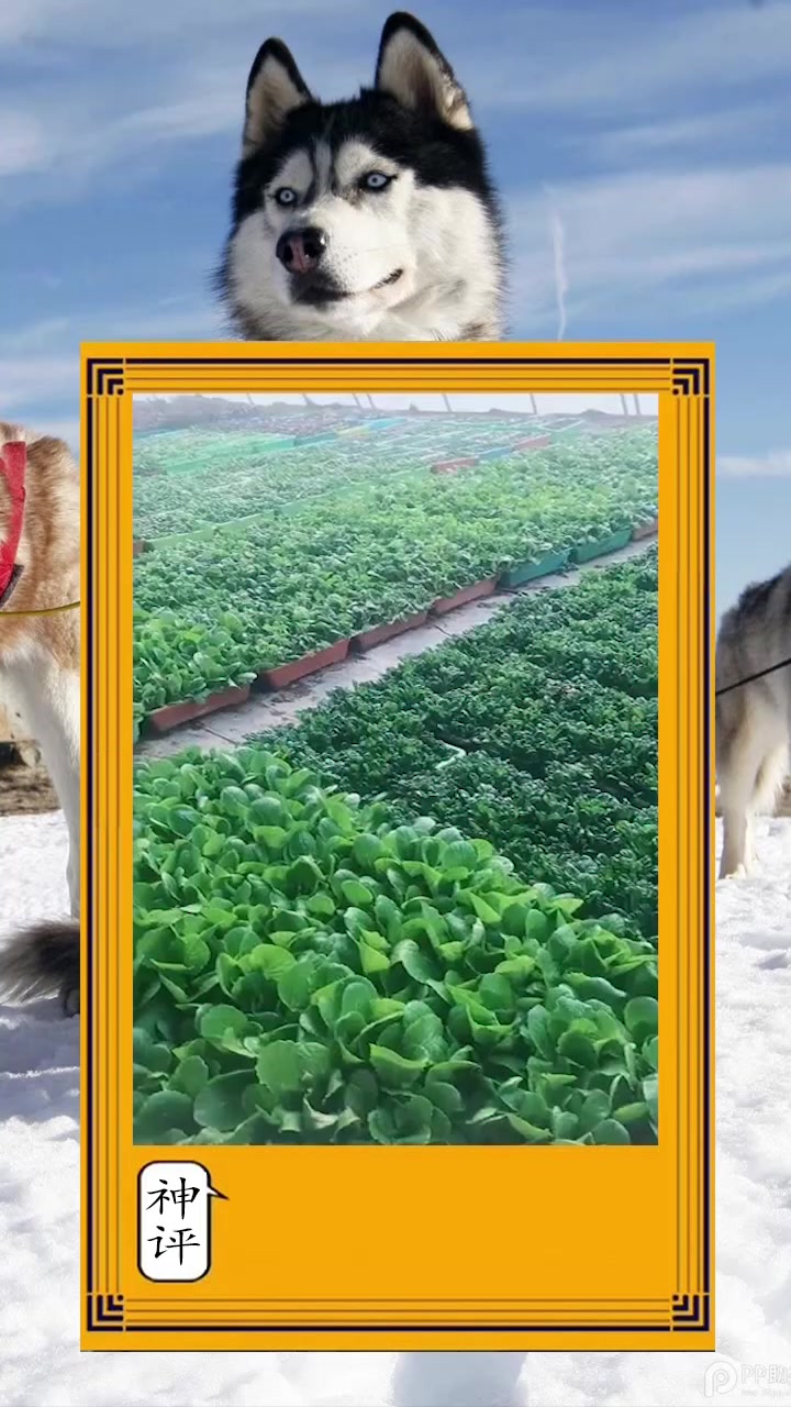 奶奶的菜园里种了各种各样的无机蔬菜,真是有钱都买不到!