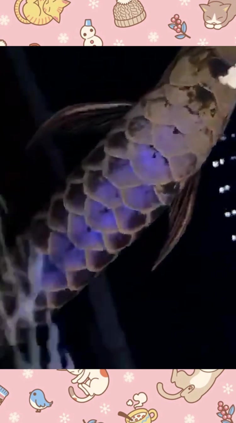 见识一下,这就是紫金龙鱼,网友:真是贫穷限制了我的想象!