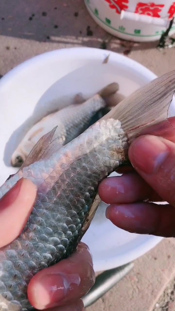 千万注意野生鱼身上的寄生虫