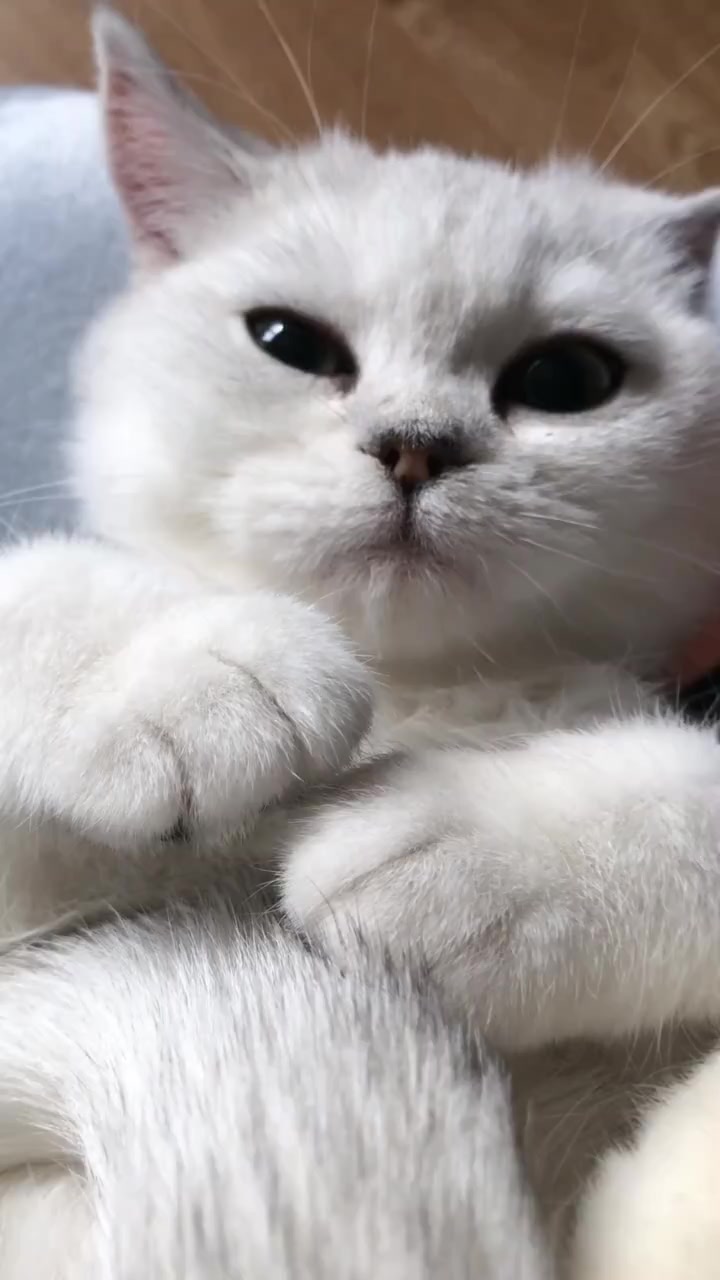喜欢吃小鱼干的小猫咪