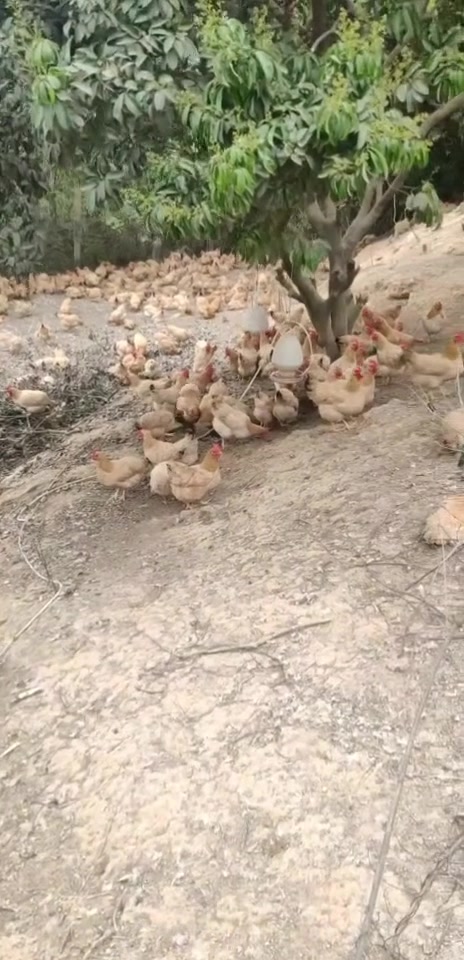 想不明白养鸡场的饮水壶,插条水管进去,就变成自动饮水壶了