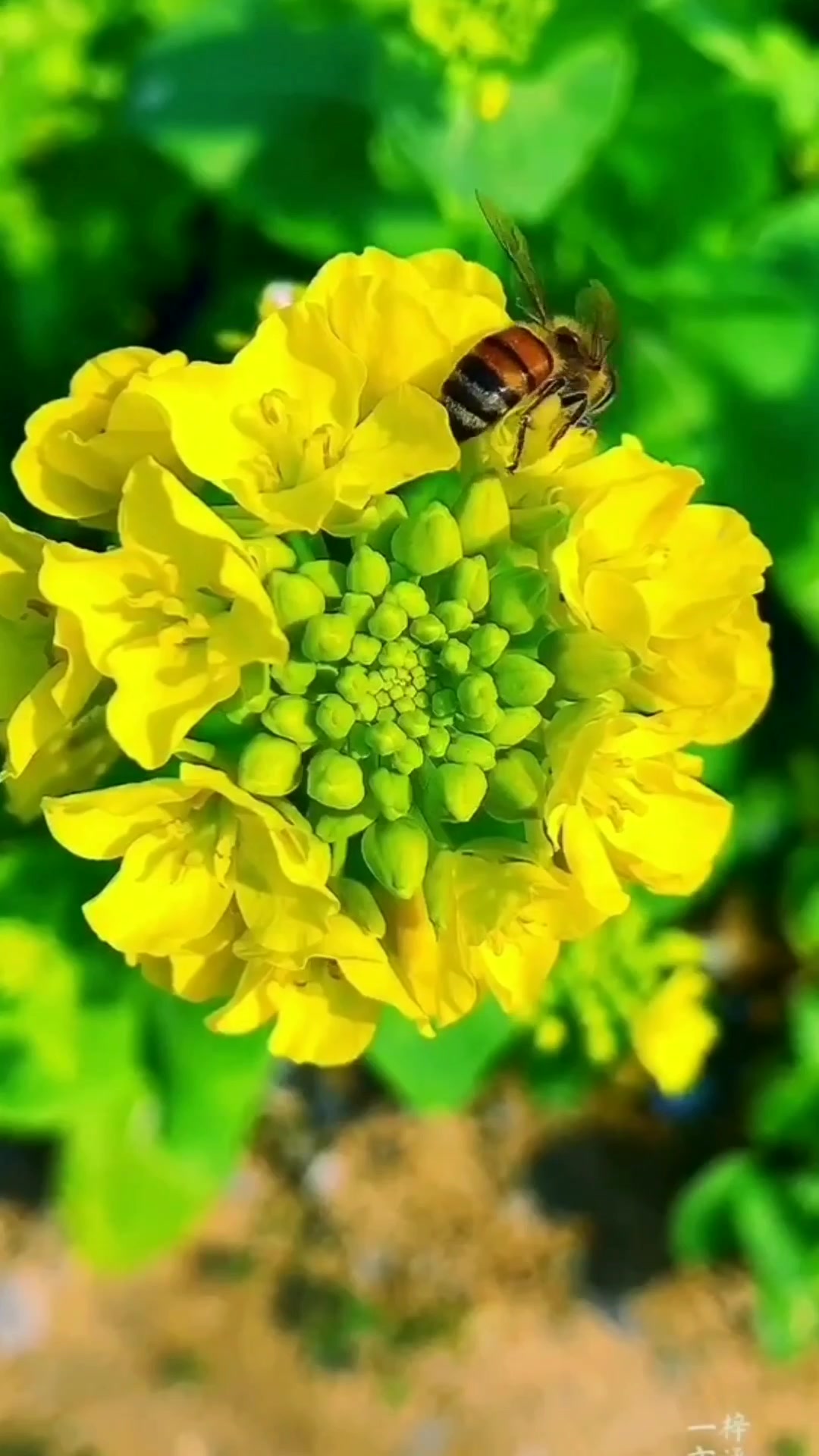 油菜花色彩亮丽,一片片齐刷刷、金灿灿、黄嫩嫩的油菜