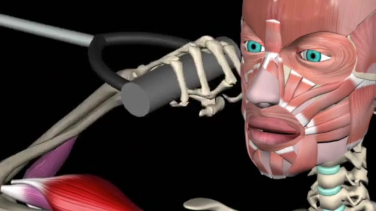 40秒了解手臂肌肉的构成,这回知道怎么锻炼了。