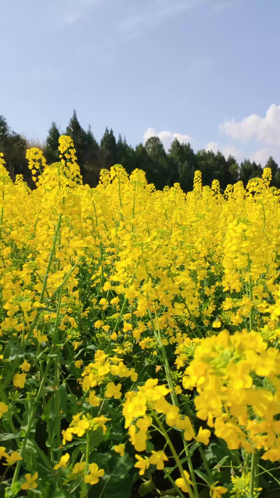 家乡的油菜花开的真的好漂亮