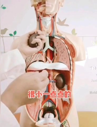 何庆耀先生邀请医学专家讲解人体器官內脏结构分布图