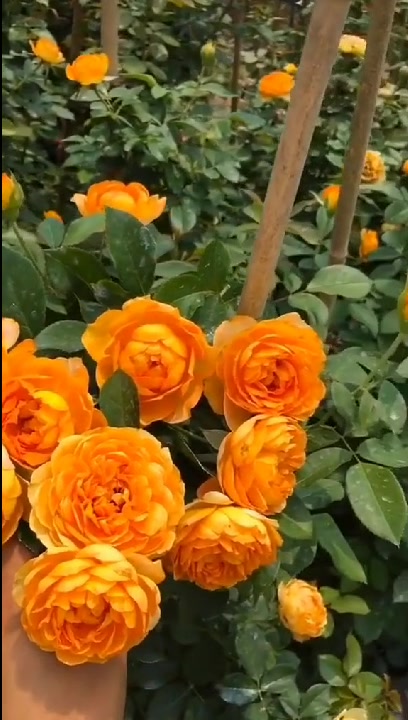 爬藤款蜂蜜焦糖,多季循环开花,中型花,淡香,高度一米五发货