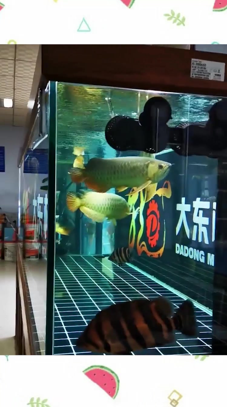 难得一见的金龙鱼,这品相简直绝了,一般家庭也养不起吧