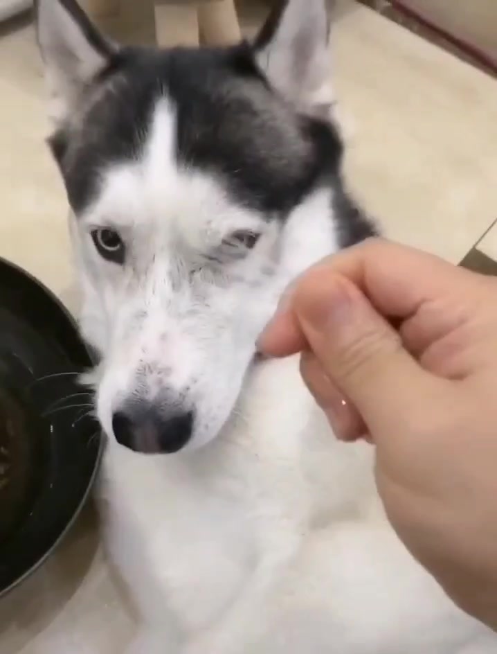 上等的食材一定要选一条上等的狗肉
