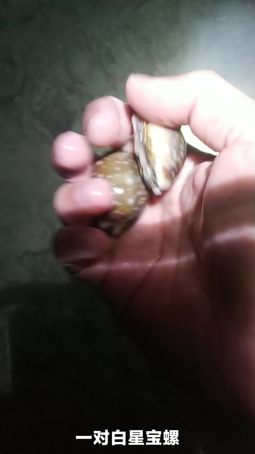 每次赶海都要找这些奇怪的海生物,要回去的时候,发现吃的还没抓