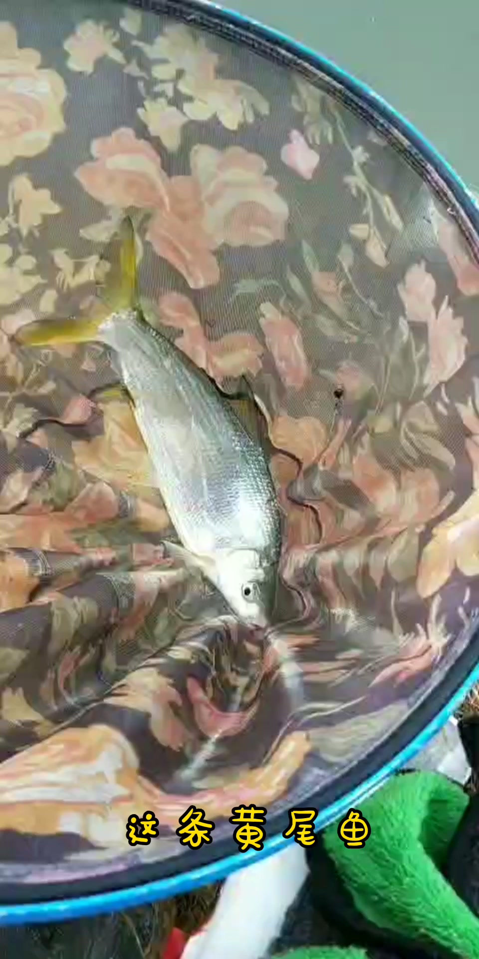 钓黄尾鱼,就是舒服!