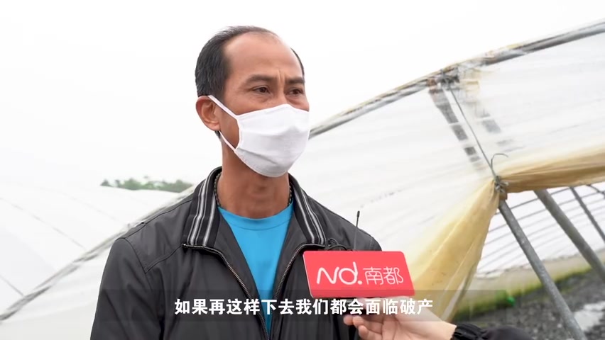 【田鸡还是被禁吃?广东数百万斤田鸡滞销压塘,养殖户无奈等待】3月4日,农业农村部下发最新通