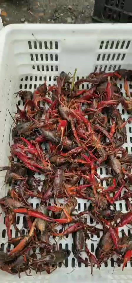 小龙虾季节到了小龙虾做法大全