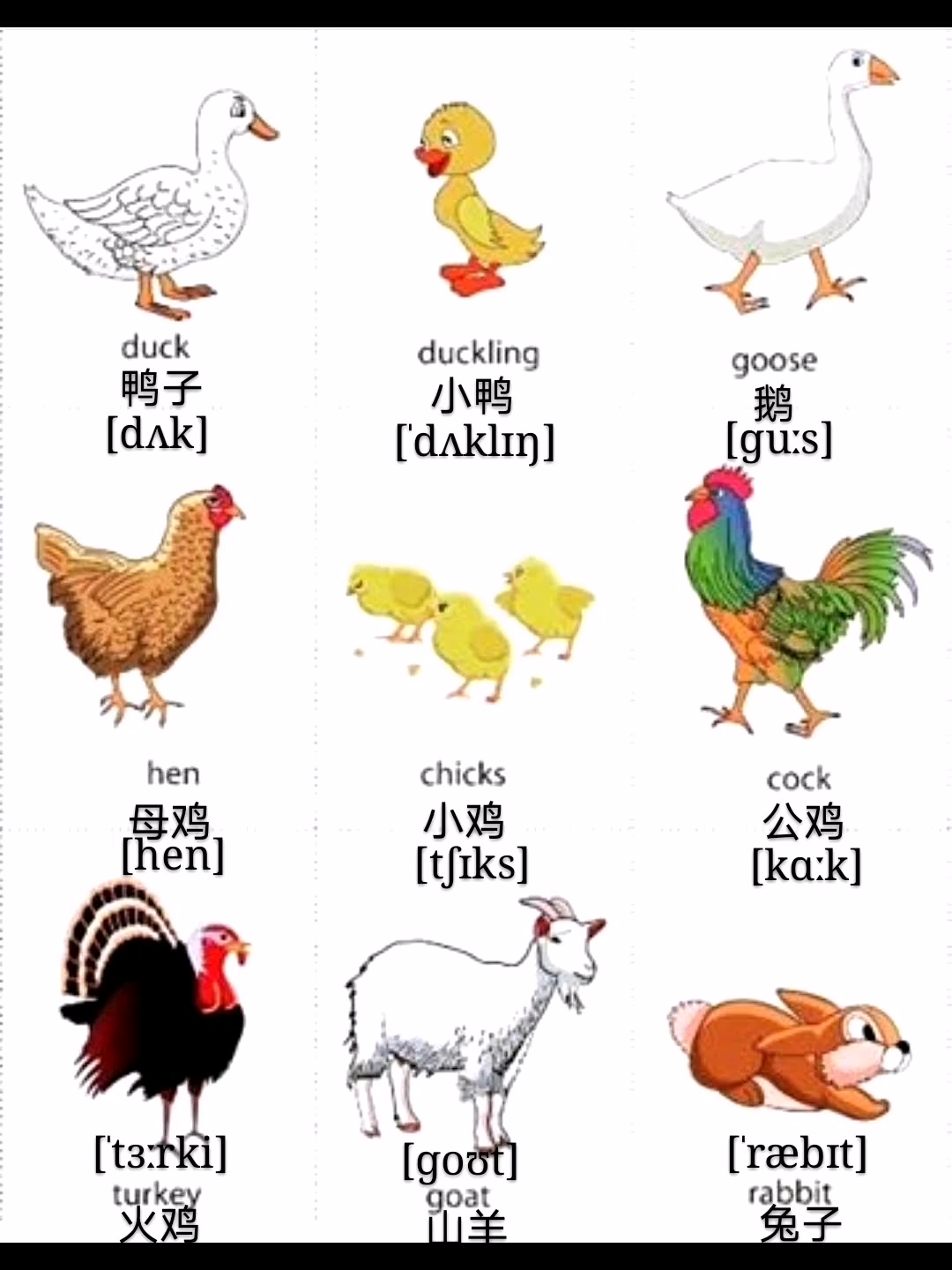 “小鸭子”用英语怎么说?