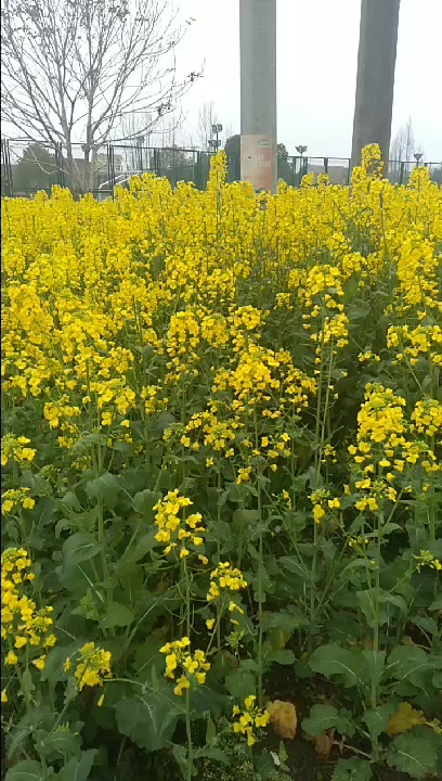 金黄的油菜花一片