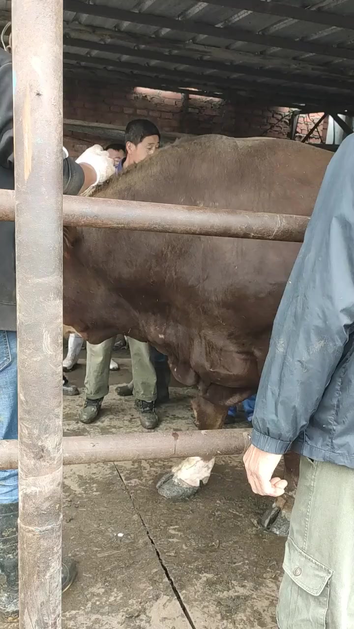 这是我家里最大的牛,算完价格以后,真的是太值钱了