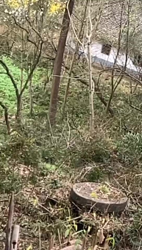 幼鹰捕猎竹鸡慢镜头记录