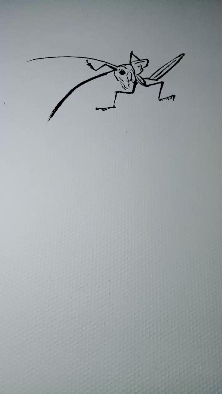 蝈蝈白描教学过程
