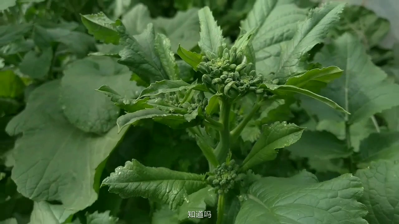 有人认识视频中的农作物吗?即将开花了,猜猜花儿是什么颜色呢