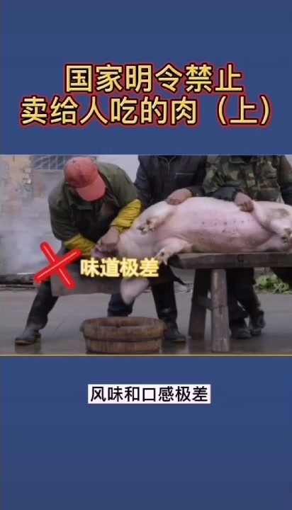 猪身上这个部位千万别吃!