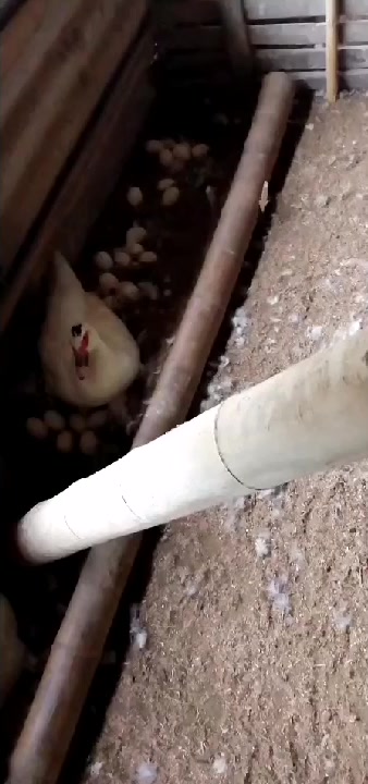 小鸭鸭好可爱,爱你哟!