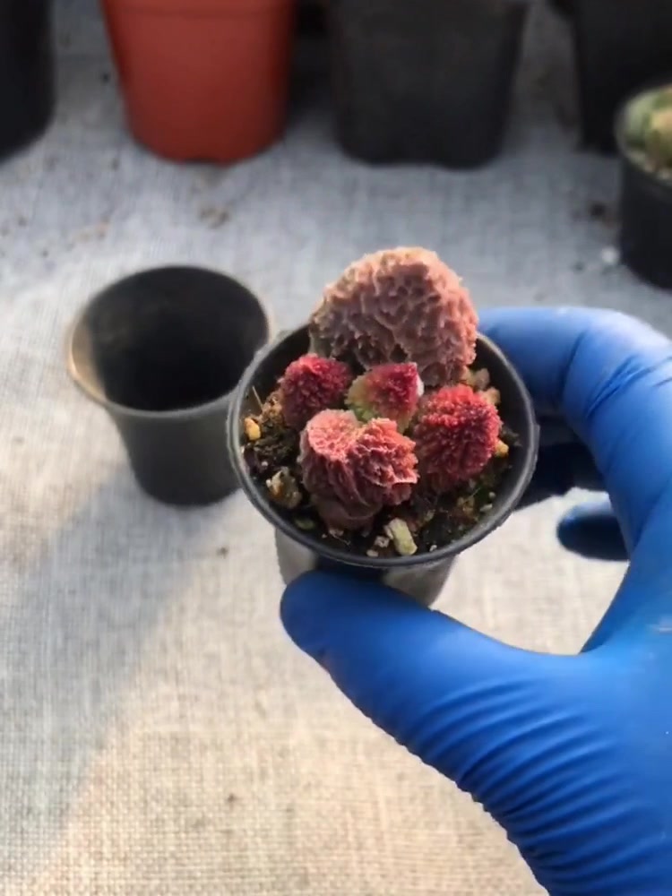 多肉:大疣朱子玉一岁了,好几个小头