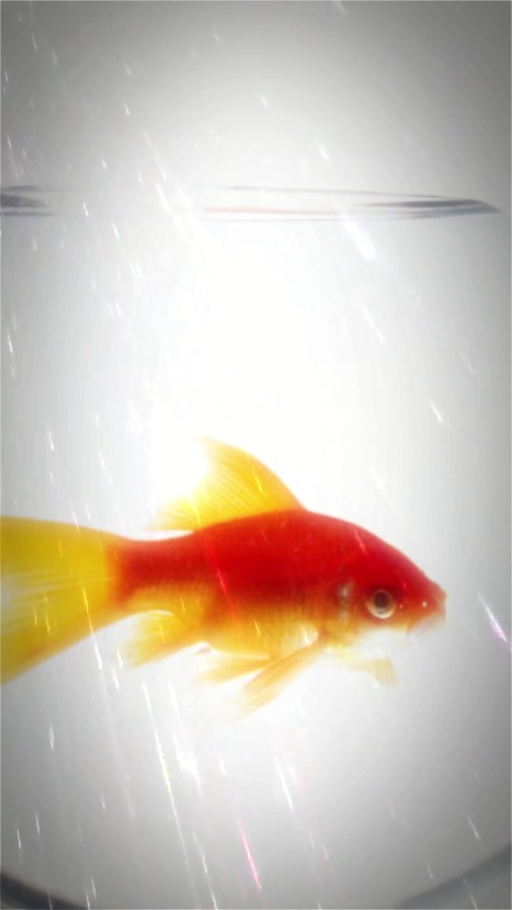 金鱼图片动感影集