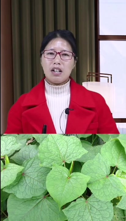 1味中药清肠道利睡眠,活血化瘀、健脾利湿