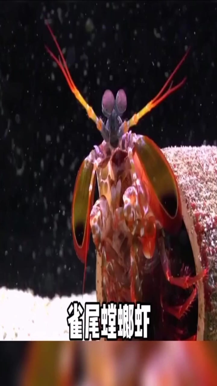 全世界出拳最快的生物是雀尾螳螂虾