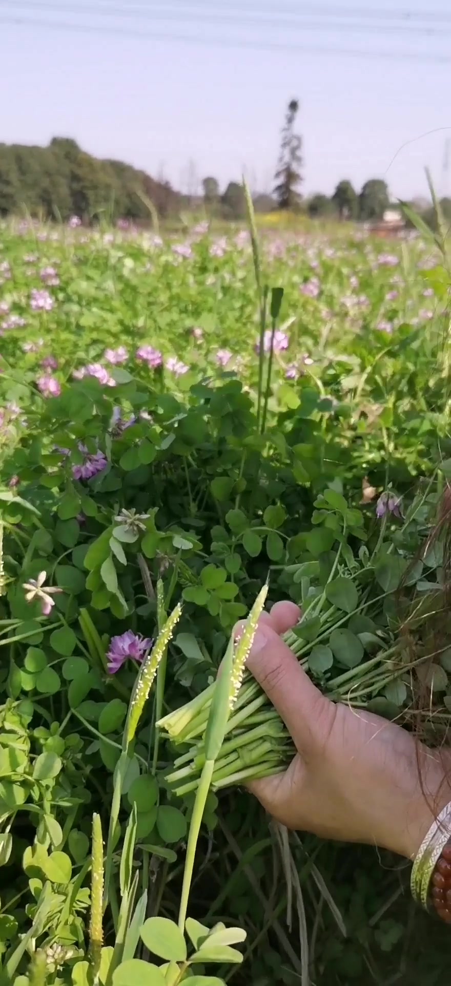 田野里作肥料的红花菜,下火锅吃是一道美味,满满的春天的味道