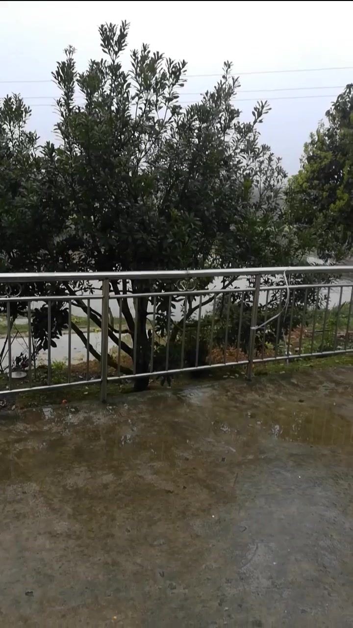 我家的小鸭子们每次吃包谷时总会留一些给大公鸡,和谐的小动物们