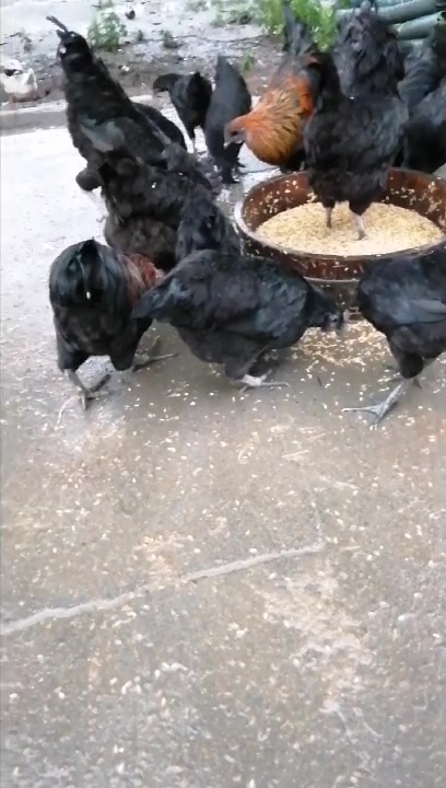 没有喂饲料的正宗祁阳瑶族土黑乌鸡每只二百八十元