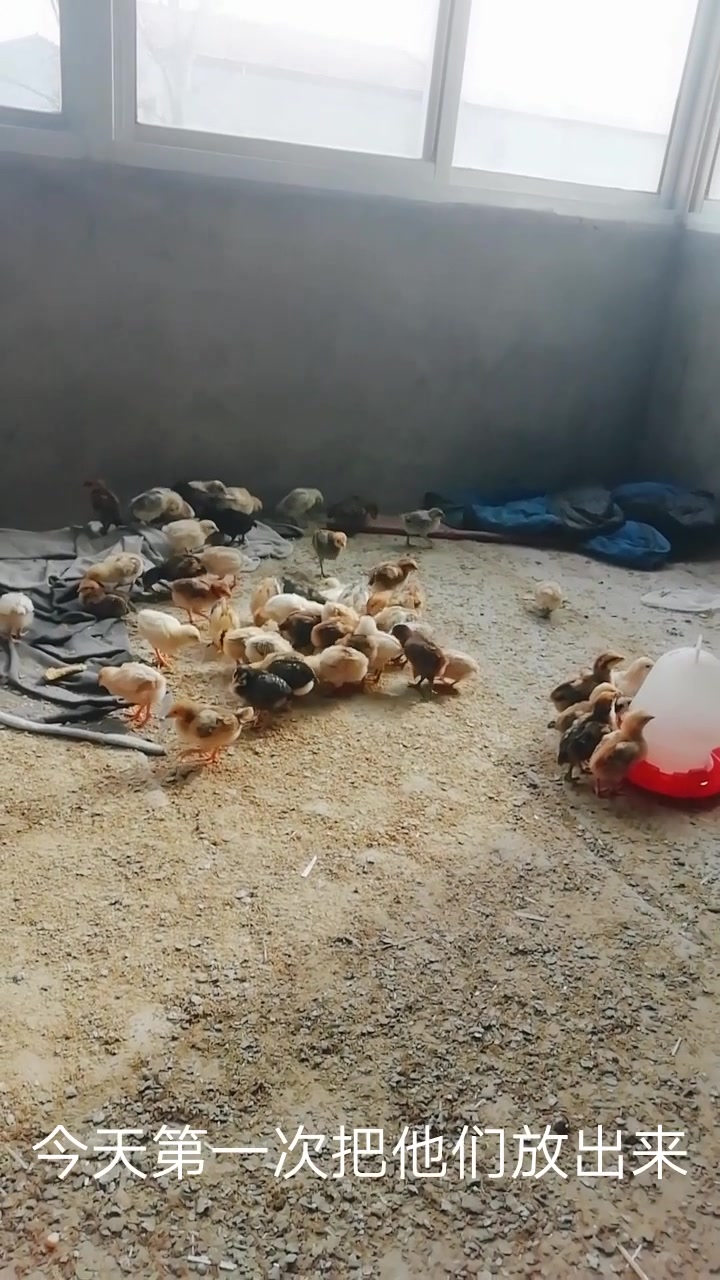 这批小鸡全部存活,以后就这样养了