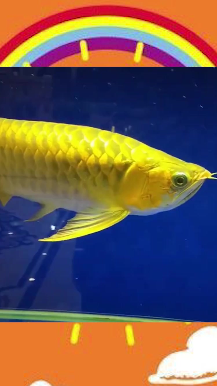 价值20万的金龙鱼,金闪闪的真好看,贫穷限制了我的想象!